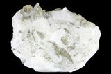 Sparkling Pyrite Crystals on Calcite - China #182495-1